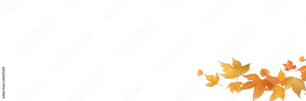 Autumn foliage collection set, fall leaves, maple leaf. Forest design elements illustration Autumn foliage collection set, fall leaves, maple leaf. Forest design elements illustration
