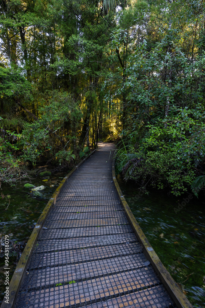 Fototapeta premium Curve walkway around tree foliage.