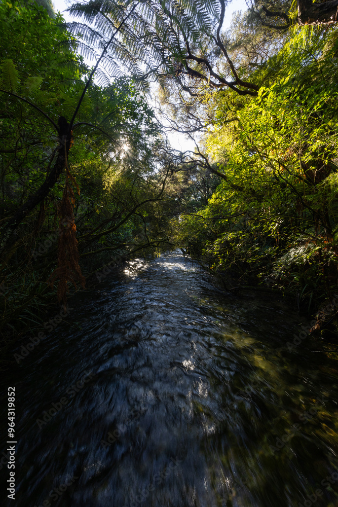Fototapeta premium Beautiful river covered by green tree.
