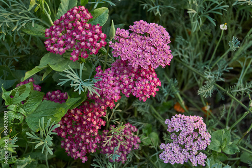 Yarrow blooms in the garden. Common yarrow (lat. Achillea millefolium) is a perennial herbaceous plant, a species of the genus Yarrow (Achillea) family Asteraceae, or Compound flowers (Asteraceae).