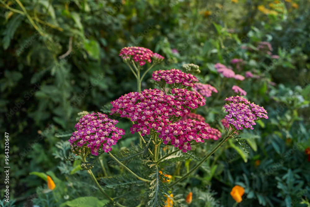 Yarrow blooms in the garden. Common yarrow (lat. Achillea millefolium) is a perennial herbaceous plant, a species of the genus Yarrow (Achillea) family Asteraceae, or Compound flowers (Asteraceae). Yarrow blooms in the garden. Common yarrow (lat. Achillea millefolium) is a perennial herbaceous plant, a species of the genus Yarrow (Achillea) family Asteraceae, or Compound flowers (Asteraceae).
