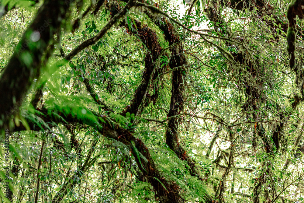 Fototapeta premium Close-up natural background of the forest atmosphere on top of Doi Inthanon in Chiang Mai, which is the highest and coldest area in Thailand. Tourists always like to come to see nature.
