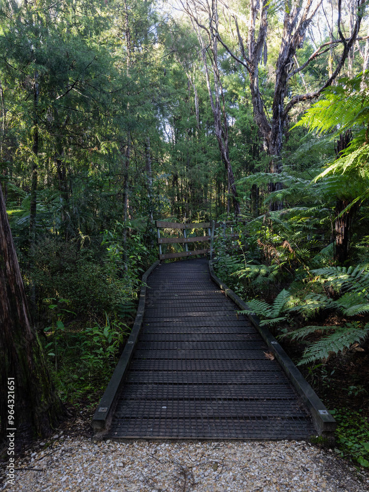 Wooden walkway into the forest walk. Wooden walkway into the forest walk.