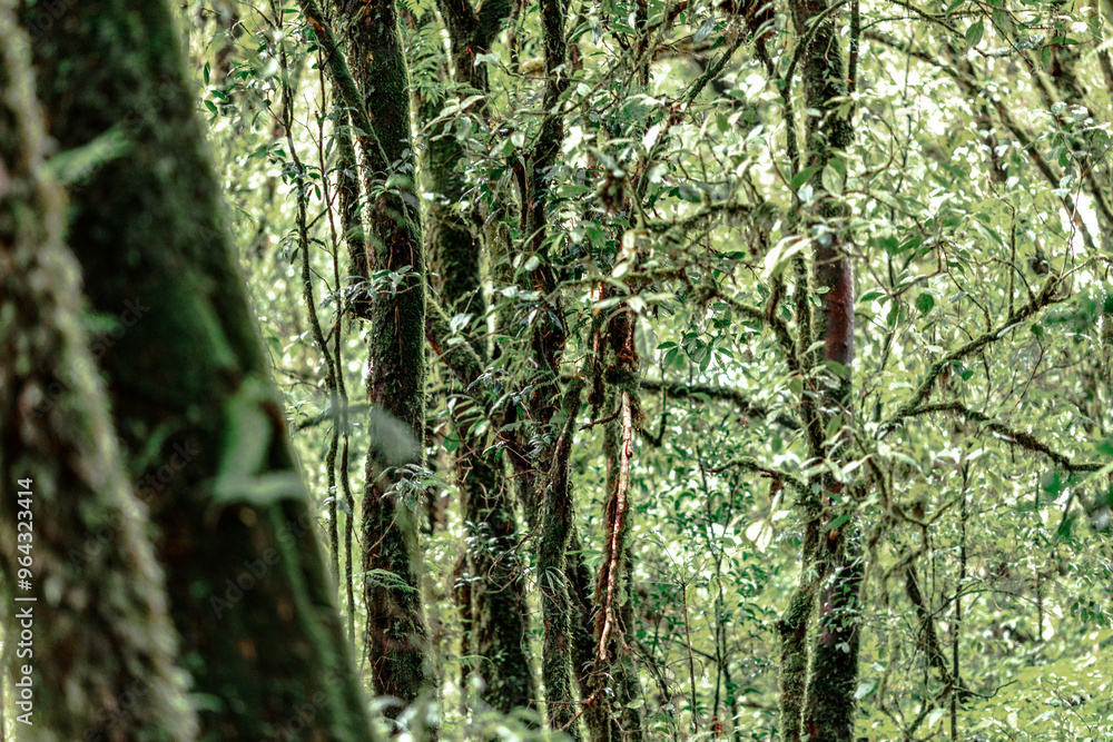 Naklejka premium Close-up natural background of the forest atmosphere on top of Doi Inthanon in Chiang Mai, which is the highest and coldest area in Thailand. Tourists always like to come to see nature.