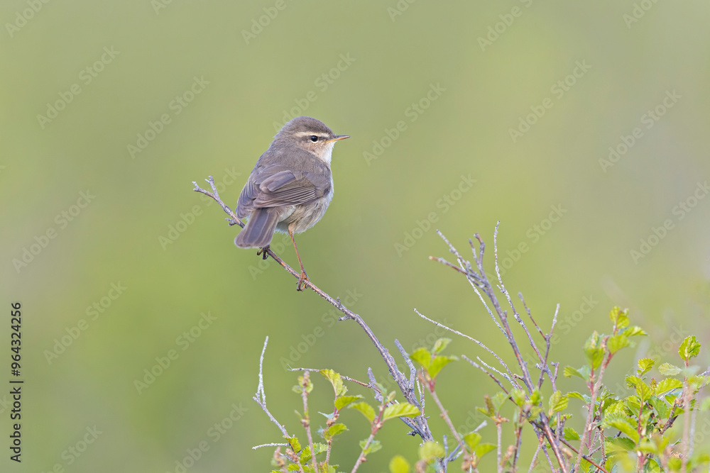 Obraz premium A male dusky warbler (Phylloscopus fuscatus) perched on a bush.