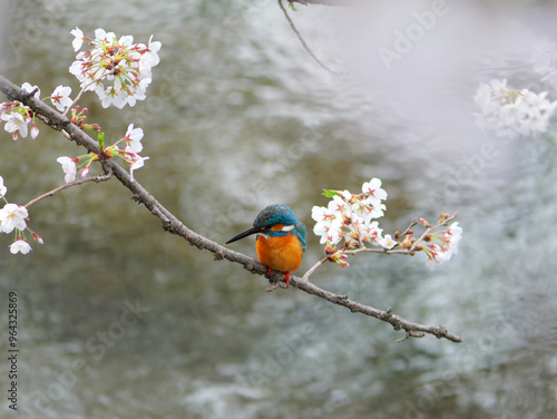 日本、桜の木の枝で休むカワセミ