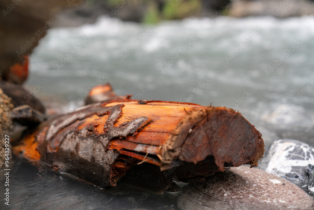 Fototapeta premium Wood in River