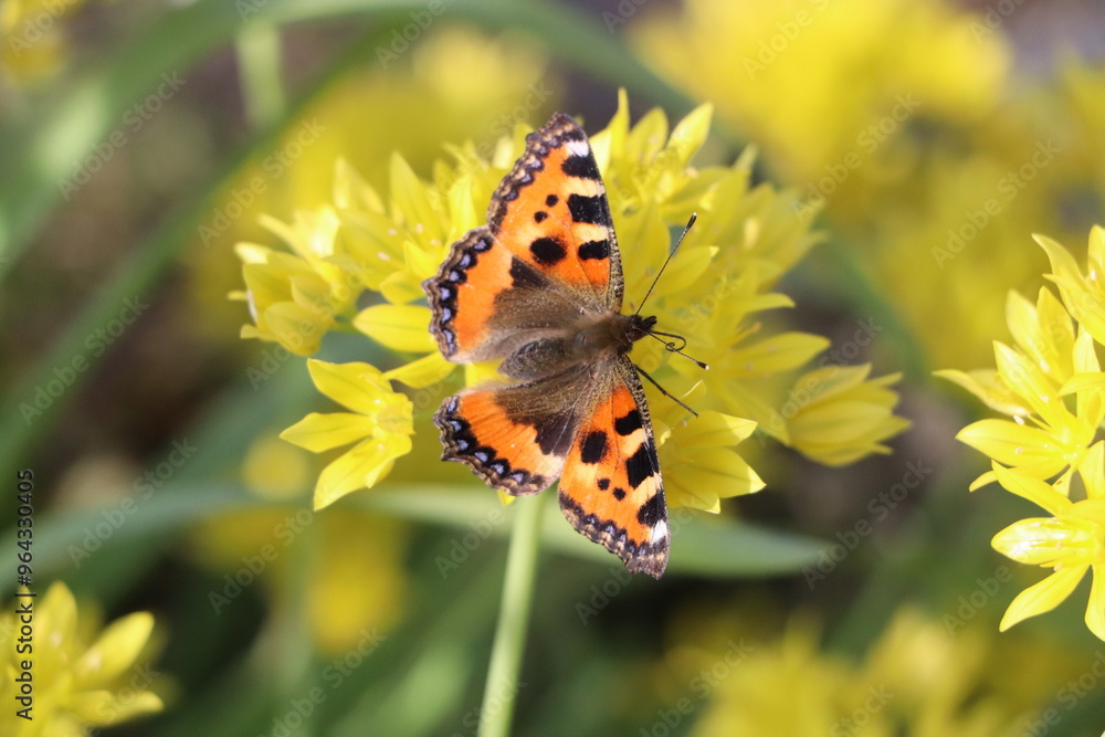 Fototapeta premium butterfly on a flower
