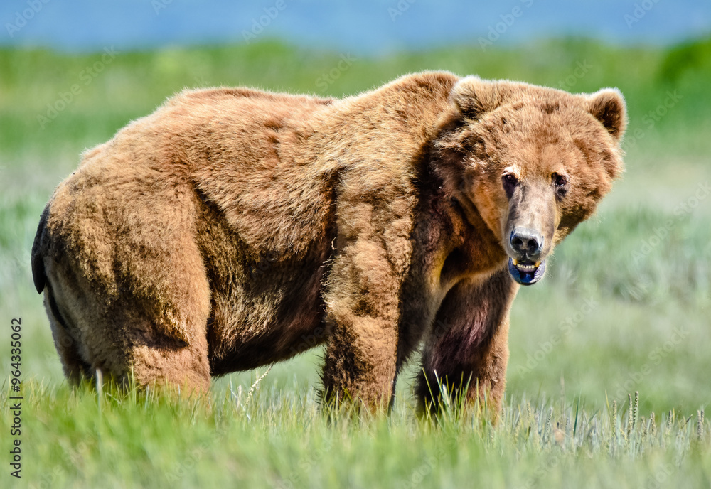 Grizzly Bear in Hallo Bay, Katmai, Alaska, U.S. Grizzly Bear in Hallo Bay, Katmai, Alaska, U.S.