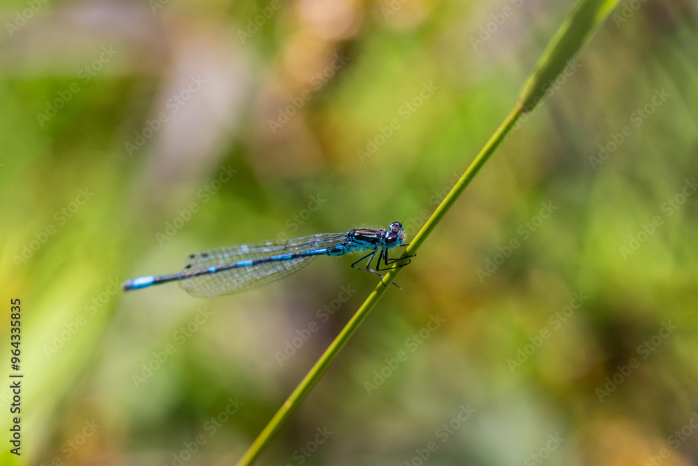 Irish Damselfly Coenagrion lunulatum perching on a grass straw. Irish Damselfly Coenagrion lunulatum perching on a grass straw.