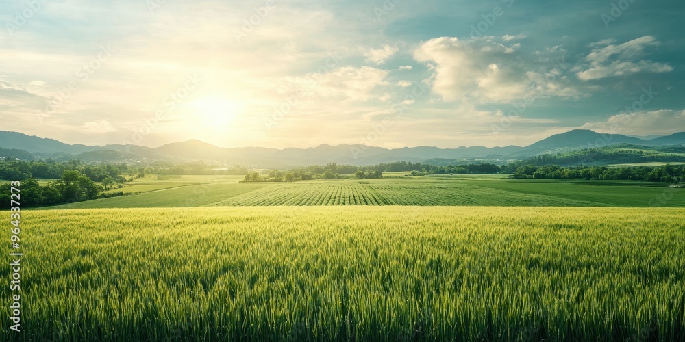Obraz premium A breathtaking view of a vast field at sunrise, showcasing lush greenery under a bright sky and distant mountains.