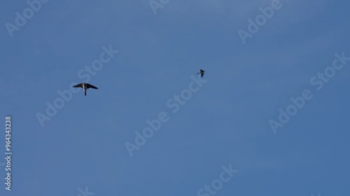Swallow Birds flying in the sky
