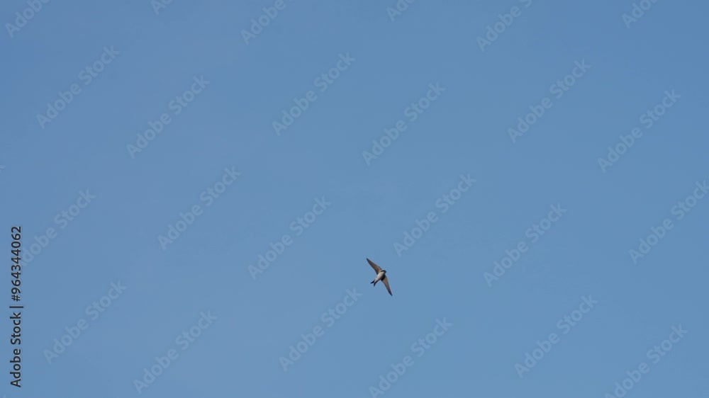 Western house martin Bird flying blue sky Western house martin Bird flying blue sky