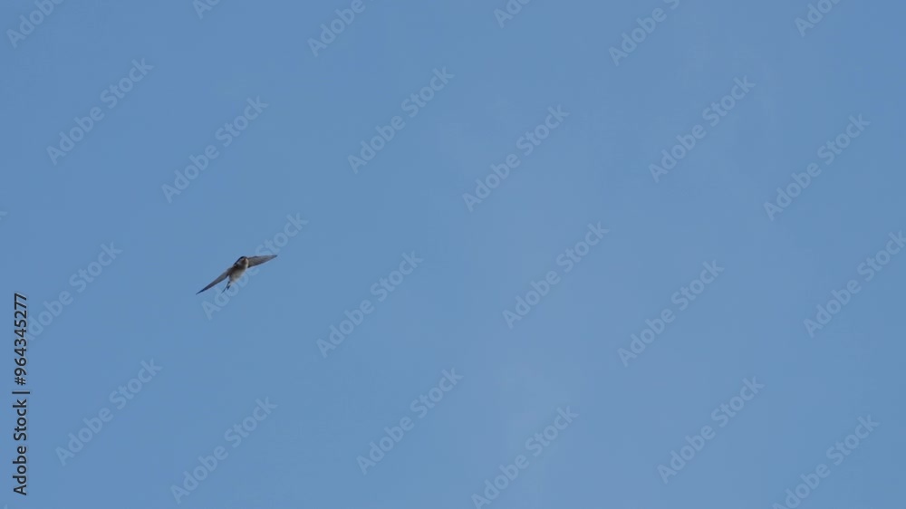 Western house martin Bird flying blue sky Western house martin Bird flying blue sky