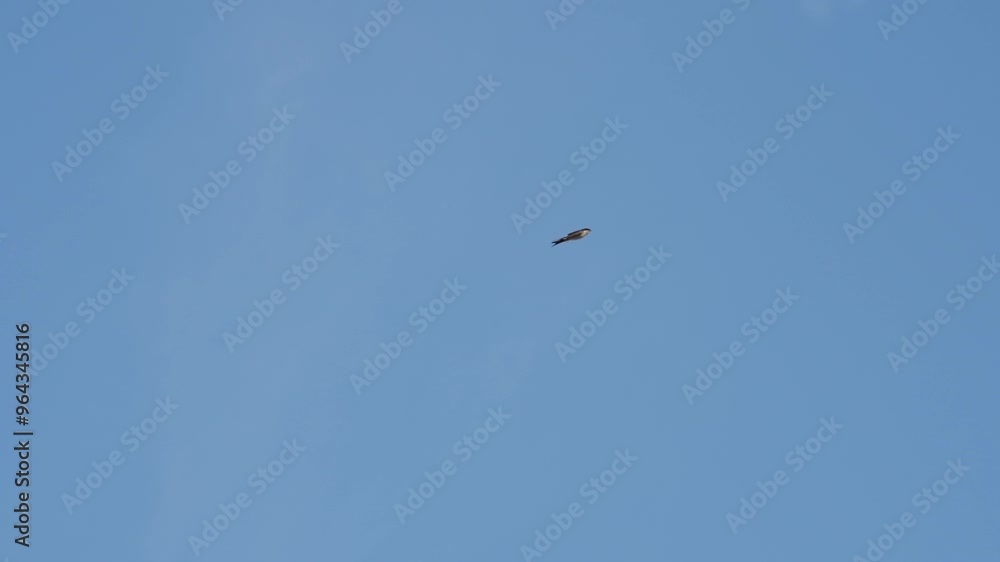 Swallow Birds flying in the sky Swallow Birds flying in the sky