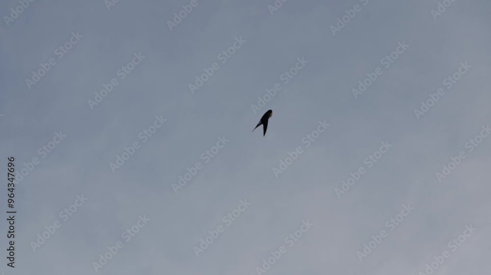 Mehlschwalben im Flug. Slow Motion 240fps Mehlschwalben im Flug. Slow Motion 240fps