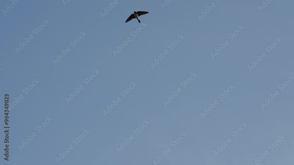 Mehlschwalben im Flug. Slow Motion 240fps Mehlschwalben im Flug. Slow Motion 240fps