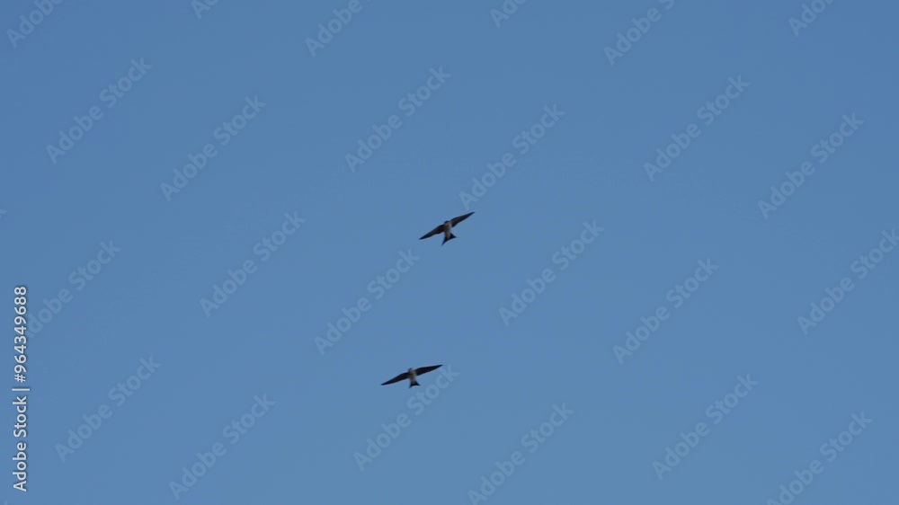 Swallow Birds flying in the sky Swallow Birds flying in the sky