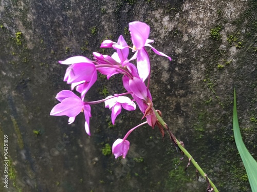 Spathoglottis plicata, commonly known as the Philippine ground orchid, or large purple orchid is an evergreen, terrestrial plant with crowded pseudobulbs photo