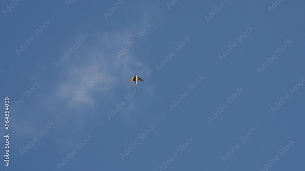 Mehlschwalbe fliegt vor Blauen Himmel Mehlschwalbe fliegt vor Blauen Himmel