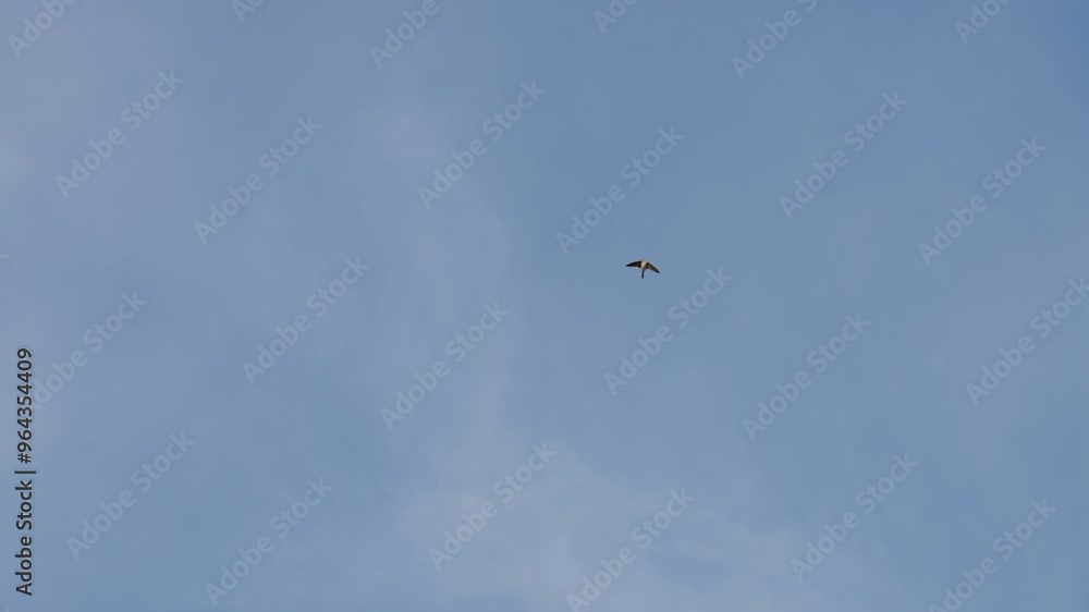 Mehlschwalbe fliegt vor Blauen Himmel Mehlschwalbe fliegt vor Blauen Himmel