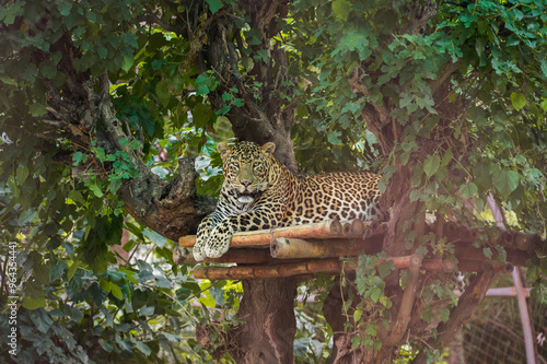 A charming jaguar is resting between the trees. Chandigarh Chhatbir Zoo, India photo