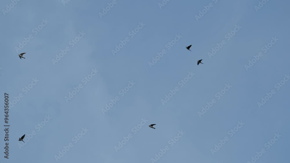 Viele Mehlschwalben fliegen vor Blauen Himmel in Zeitlupe Viele Mehlschwalben fliegen vor Blauen Himmel in Zeitlupe