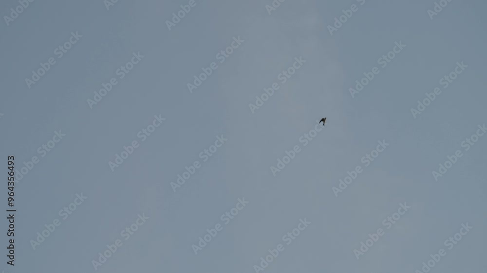 Viele Mehlschwalben fliegen vor Blauen Himmel in Zeitlupe Viele Mehlschwalben fliegen vor Blauen Himmel in Zeitlupe