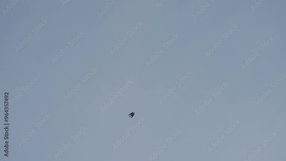 Mehlschwalben vor blauen himmel in slow motion 240fps 