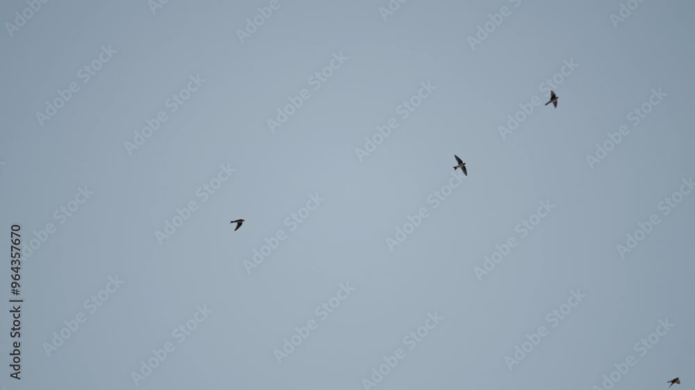 Viele Mehlschwalben fliegen vor Blauen Himmel in Zeitlupe Viele Mehlschwalben fliegen vor Blauen Himmel in Zeitlupe