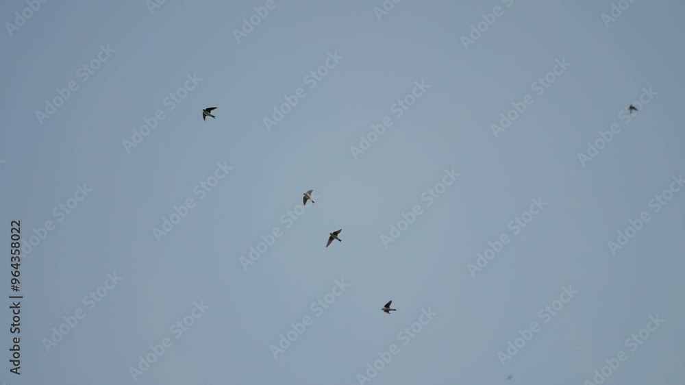 Viele Mehlschwalben fliegen vor Blauen Himmel in Zeitlupe Viele Mehlschwalben fliegen vor Blauen Himmel in Zeitlupe