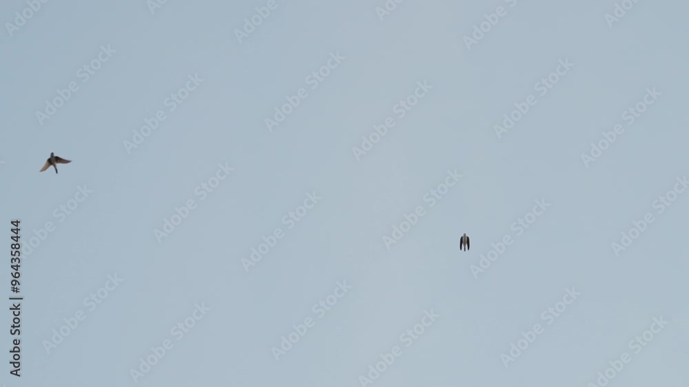 Viele Mehlschwalben fliegen blauer Himmel Viele Mehlschwalben fliegen blauer Himmel