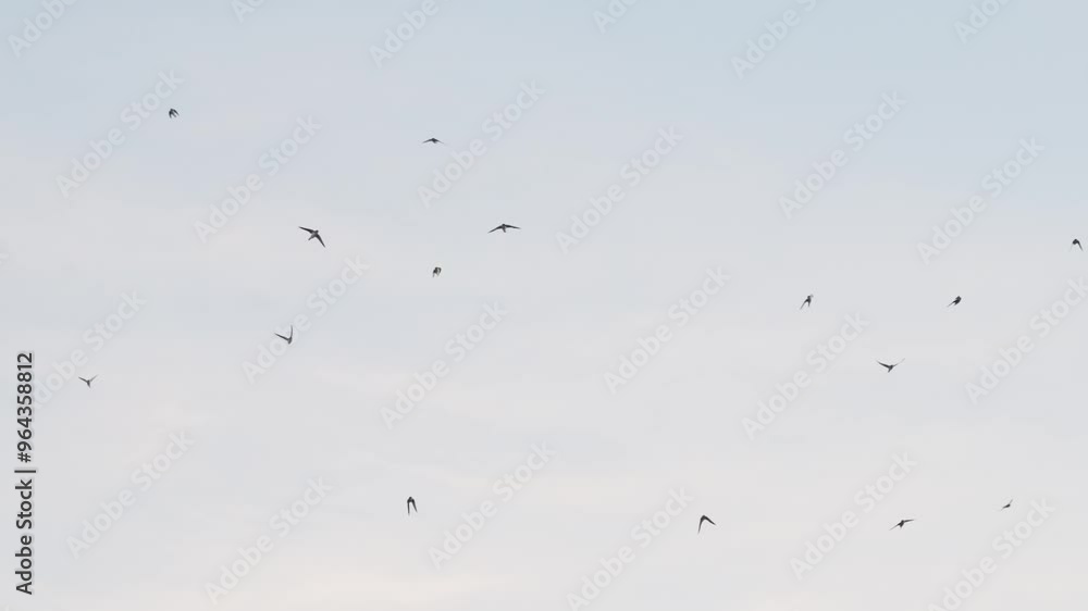 Viele Mehlschwalben fliegen blauer Himmel Viele Mehlschwalben fliegen blauer Himmel