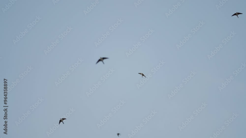 Viele Mehlschwalben fliegen blauer Himmel Viele Mehlschwalben fliegen blauer Himmel