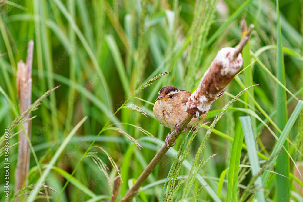 The marsh wren (Cistothorus palustris). Small North American songbird in his natural environment. The marsh wren (Cistothorus palustris). Small North American songbird in his natural environment.
