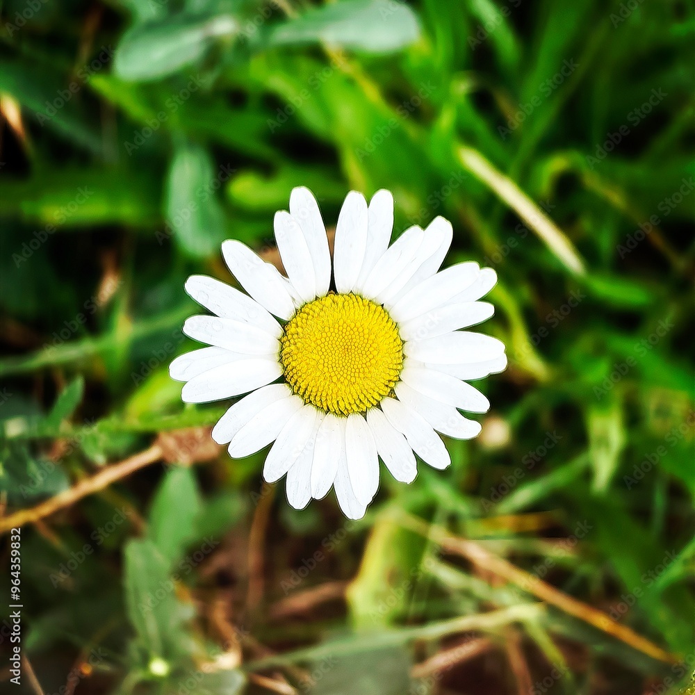 daisy flower daisy flower