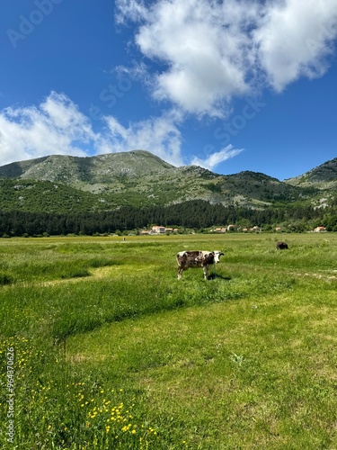 cows in the mountains