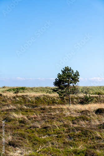 tree on the beach in denmark