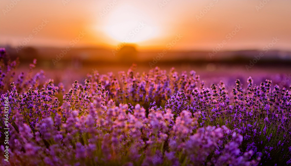 Fototapeta premium Lavender garden, soft afternoon glow. Field of aromatic purple flowers. Beautiful natural landscape