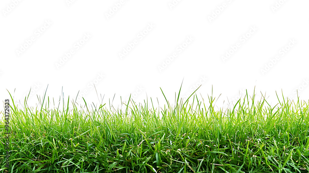 Fototapeta premium Sport field green grass isolated on white background