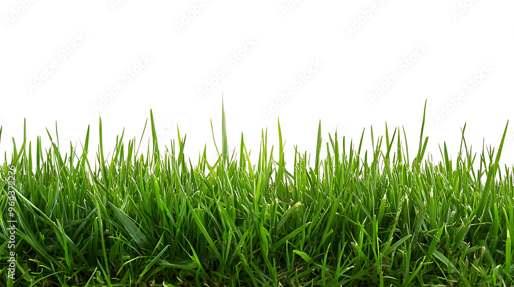 Sport field green grass isolated on white background Sport field green grass isolated on white background