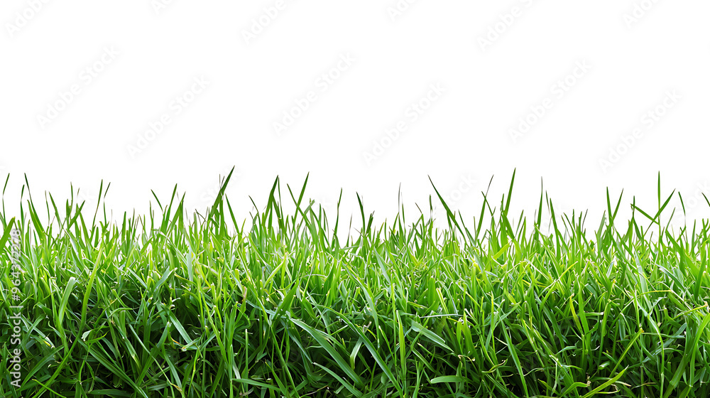 Sport field green grass isolated on white background Sport field green grass isolated on white background