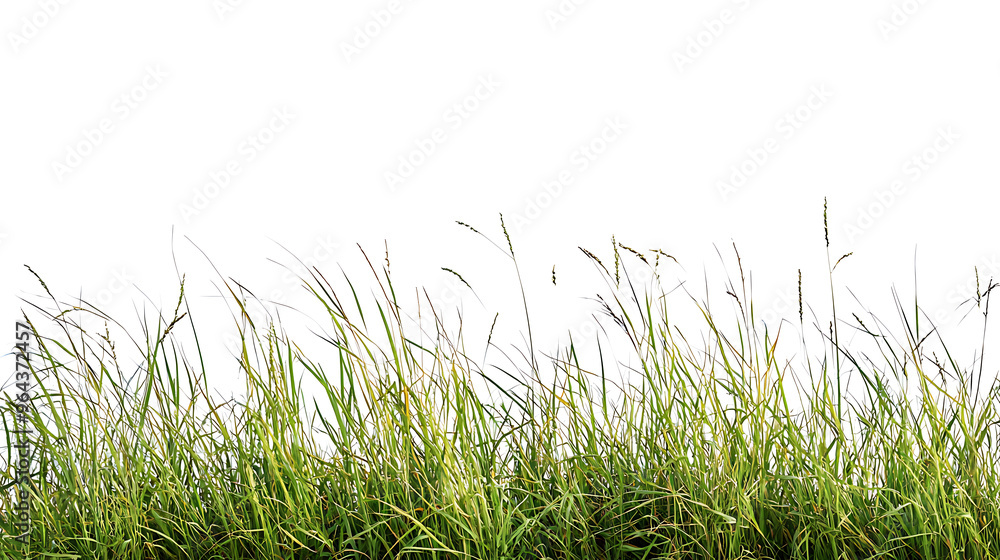 Fototapeta premium Sport field green grass isolated on white background