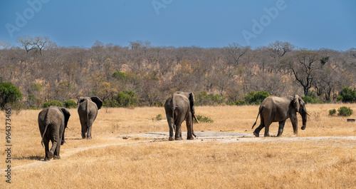 Foto The African bush elephant, Loxodonta africana, also known as the African savanna elephant