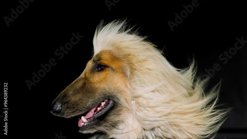 shaggy dog with a lush long coat on a black background. concept of grooming, hair care.
