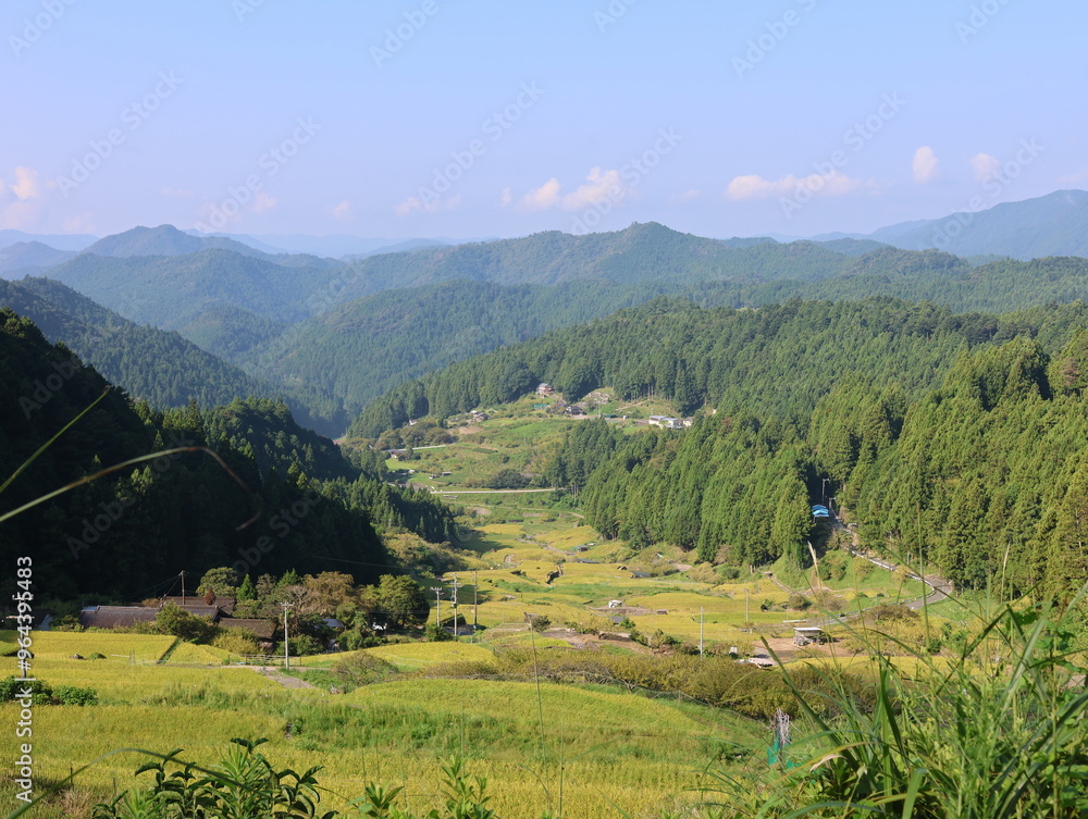 Obraz premium 四谷千枚田、夏の早朝の風景