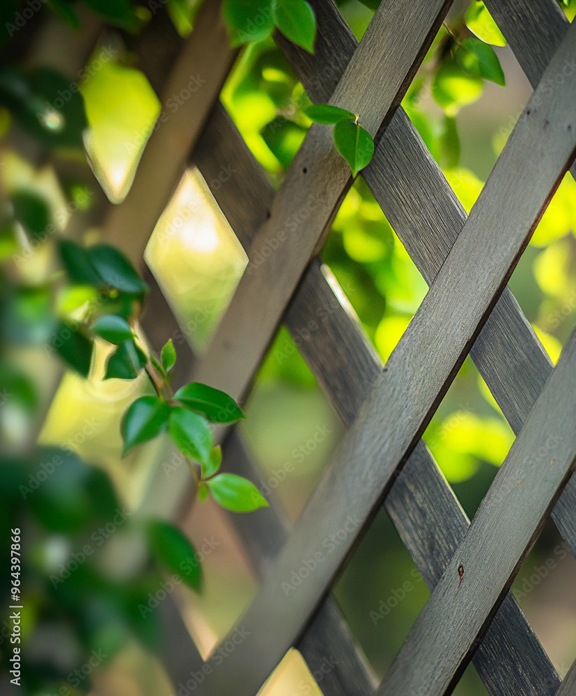 wooden lattice fence in a garden, morning light casting soft shadows on the crisscross pattern wooden lattice fence in a garden, morning light casting soft shadows on the crisscross pattern