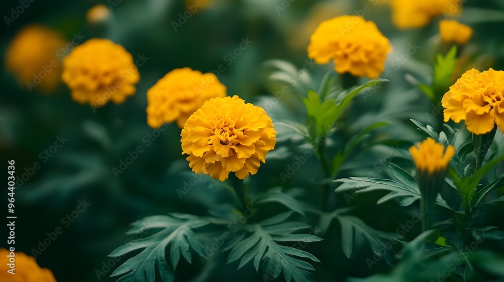 Vibrant yellow marigold flowers, lush green leaves, close-up photography, soft focus background, garden scene, golden petals, floral detail, natural sunlight, botanical imagery. Vibrant yellow marigold flowers, lush green leaves, close-up photography, soft focus background, garden scene, golden petals, floral detail, natural sunlight, botanical imagery.