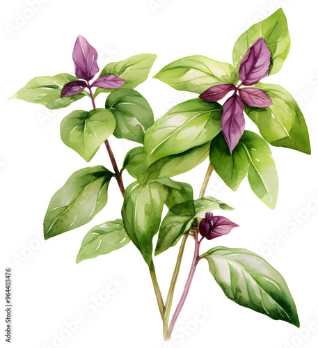 basil, holy basil, herb, Cooking ingredients, vegetables, plant, drawing, water color, art, painting,  illustration, PNG file, isolated background.