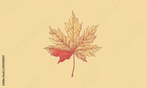 A linear vector of a maple leaf.